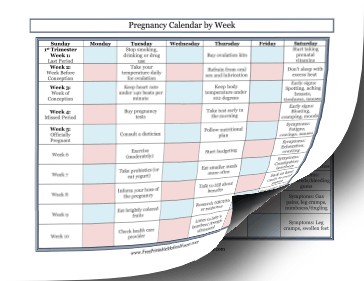 Pregnancy Calendar Printable This Free Printable Pregnancy Calendar Records the Baby S